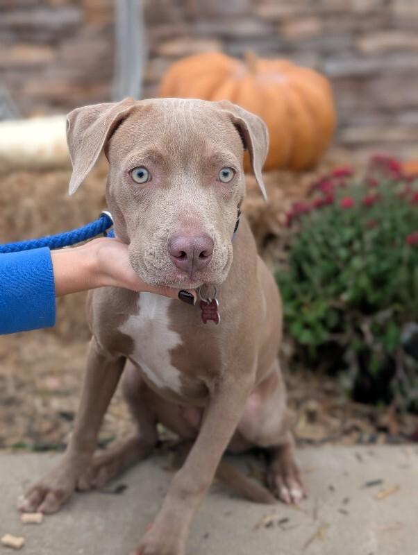 Sofia, Adoptable, Young Female Labrador Retriever & Terrier.