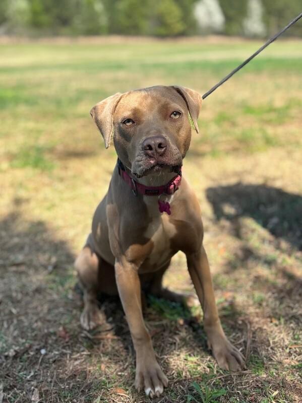 Enlarge Sofia, a Adoptable mixed breed in Berkeley Heights, NJ image 3/6