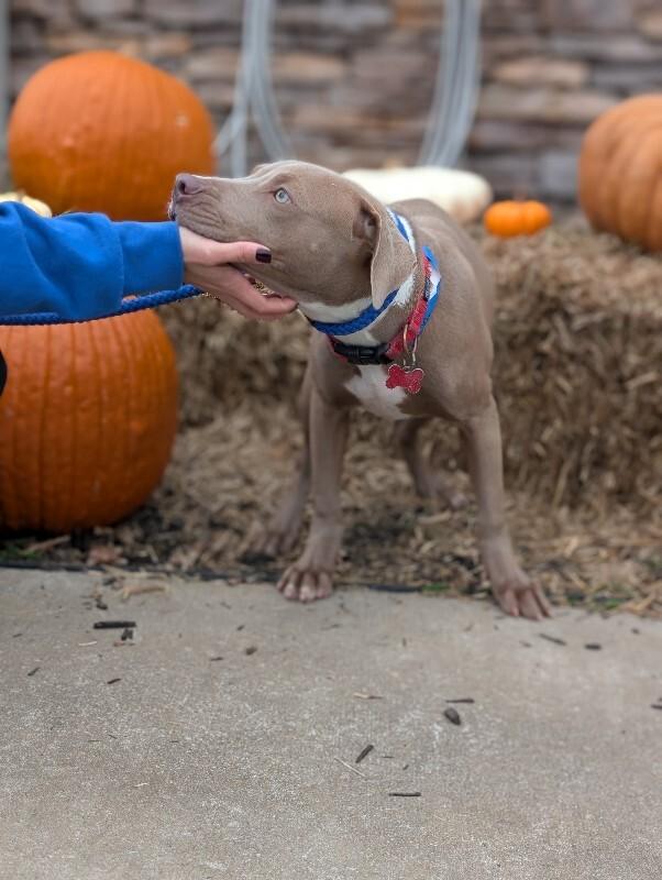 Sofia, a Adoptable mixed breed in Berkeley Heights, NJ image 2/3