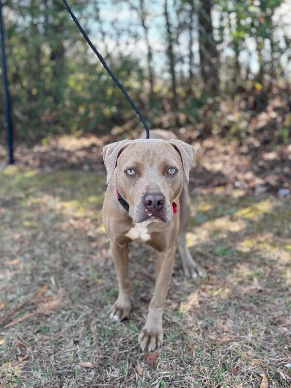 Enlarge Sofia, a Adoptable mixed breed in Berkeley Heights, NJ image 5/6