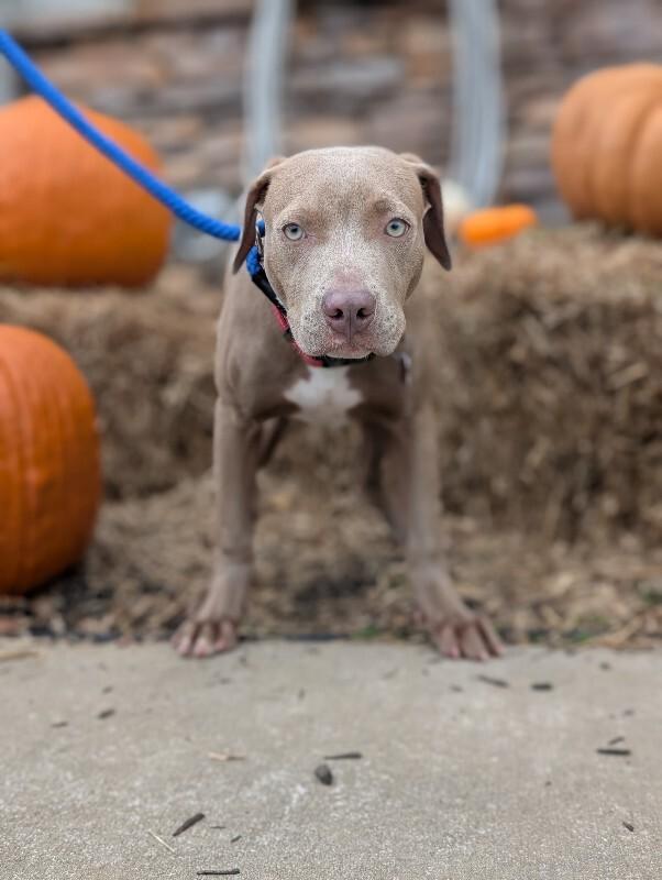 Sofia, a Adoptable mixed breed in Berkeley Heights, NJ image 3/3