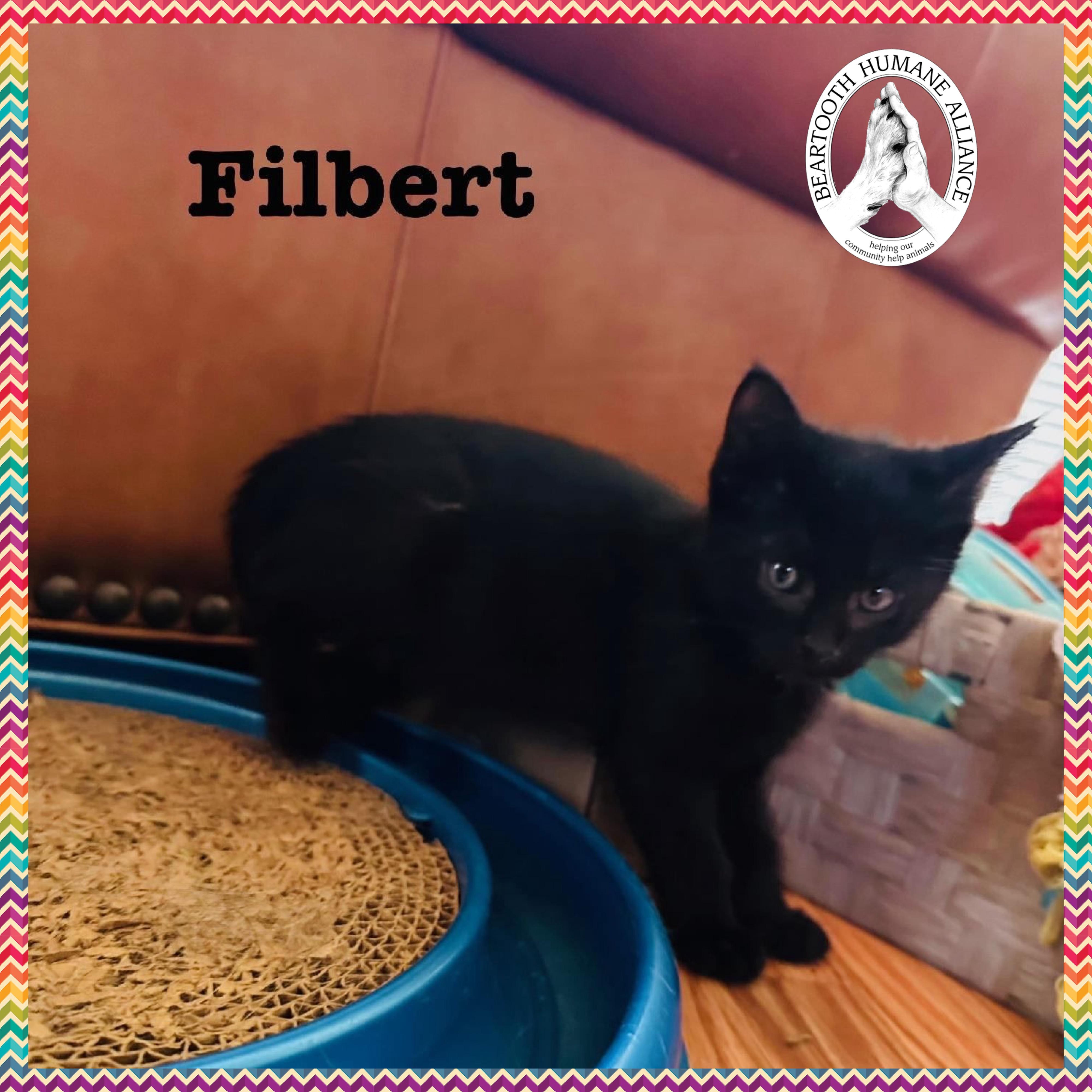 Filbert, Baby Male unknown