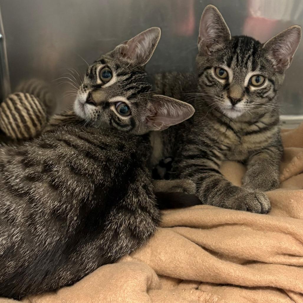 Lil Paw, Adoptable, Kitten Male Domestic Short Hair.