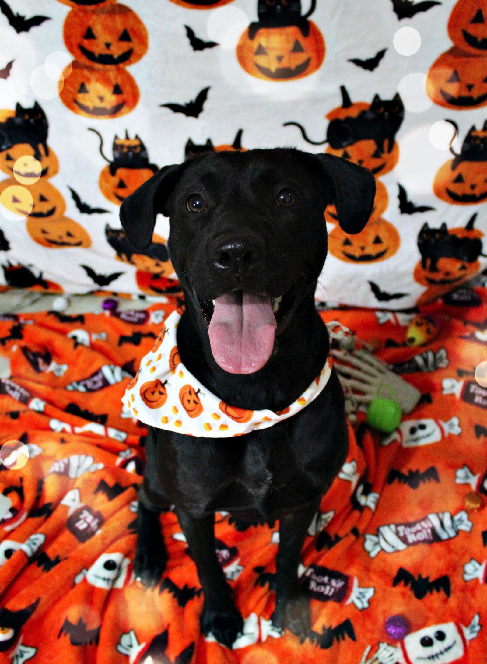 Ember, Adoptable, Young Female Labrador Retriever.