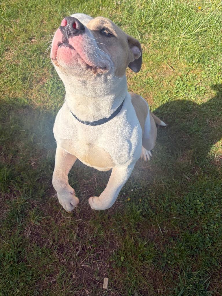 Enlarge Hero, a Adoptable mixed breed in Gallatin, TN image 1/3