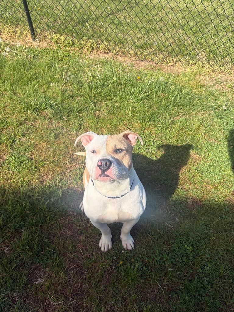 Enlarge Hero, a Adoptable mixed breed in Gallatin, TN image 2/3