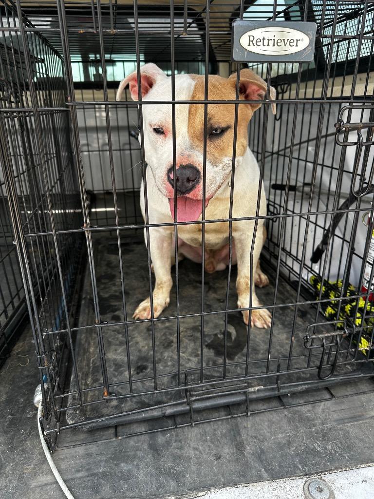 Enlarge Hero, a Adoptable mixed breed in Gallatin, TN image 3/3