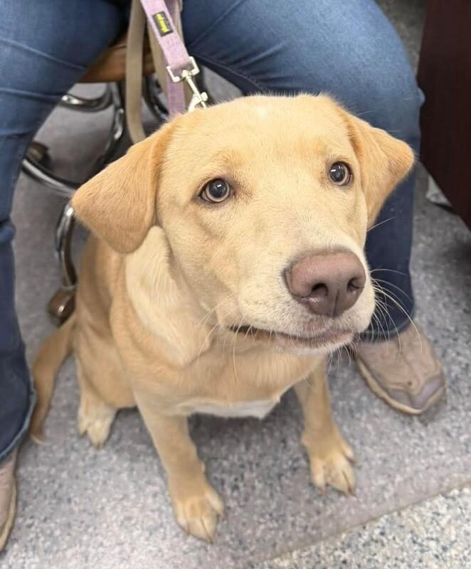 Lucy, Adoptable, Adult Female Labrador Retriever & Treeing Walker Coonhound.