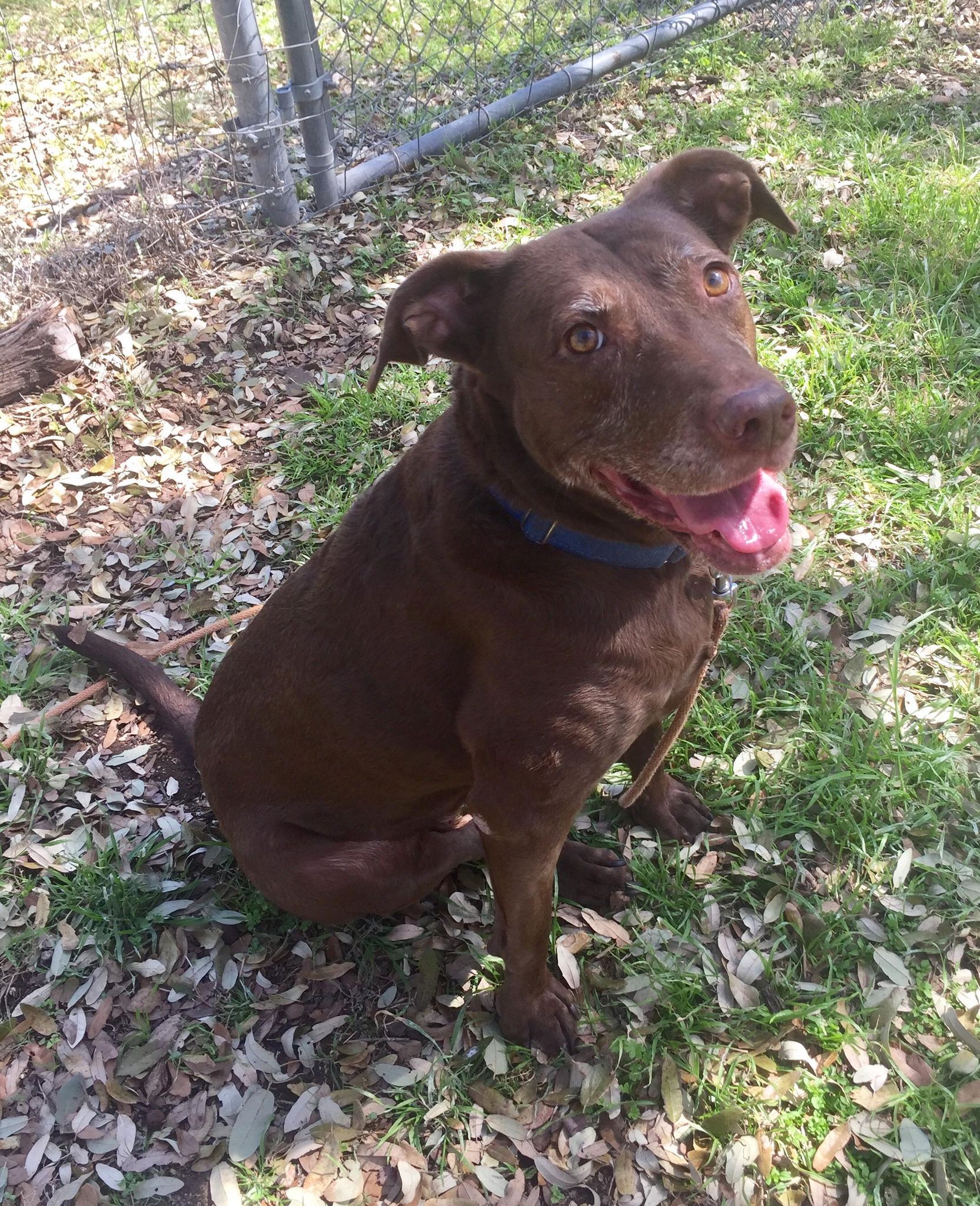 Gingi (TX) 2