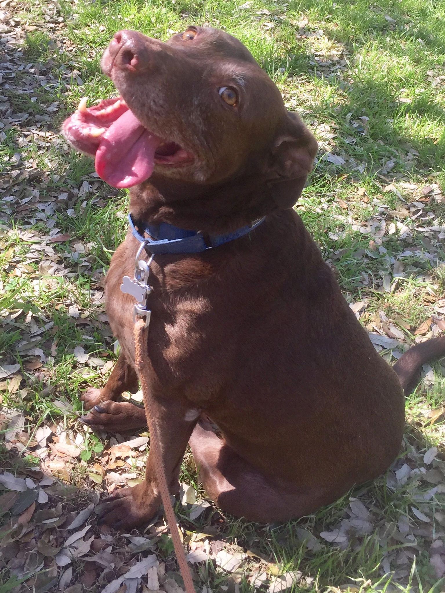 Gingi (TX) 3