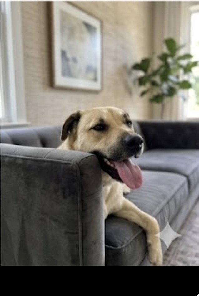 Sammy, Adopted, Adult Female Black Mouth Cur & Labrador Retriever.