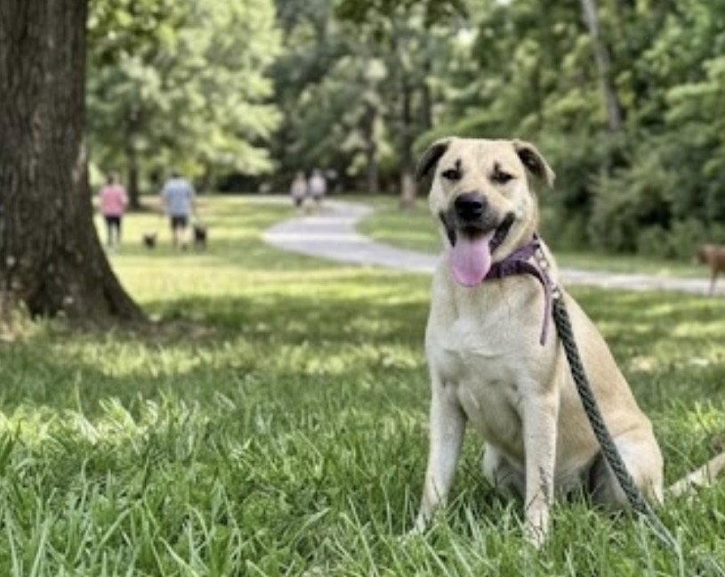 Sammy, a Adopted mixed breed in Acworth, GA image 2/3