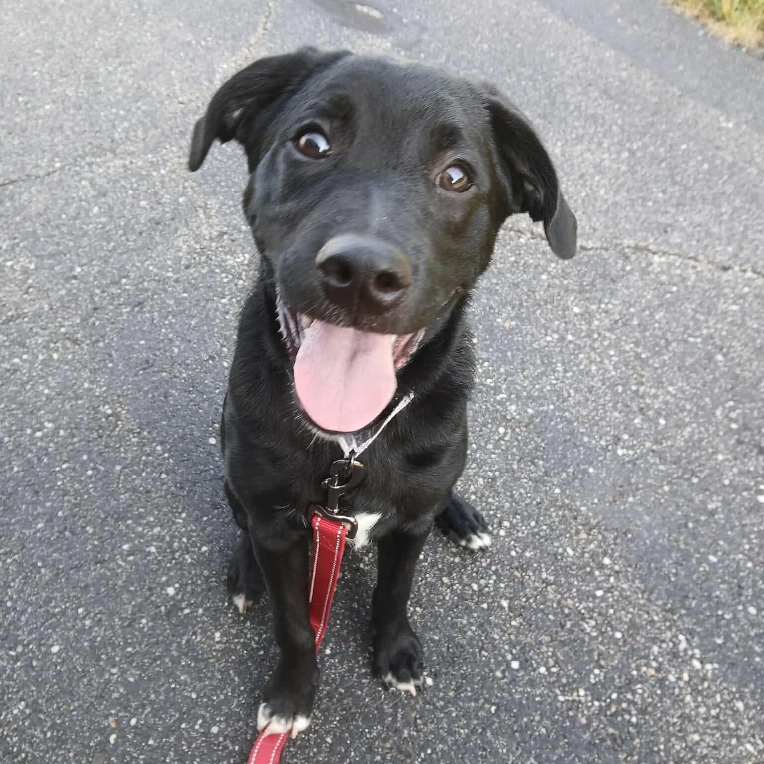 Neptune, Young Male Labrador Retriever
