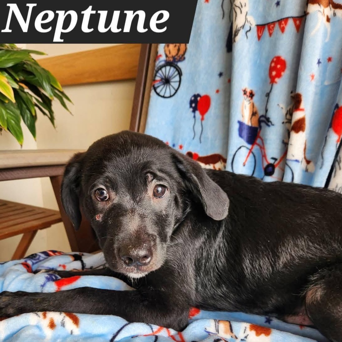 Neptune photo 5