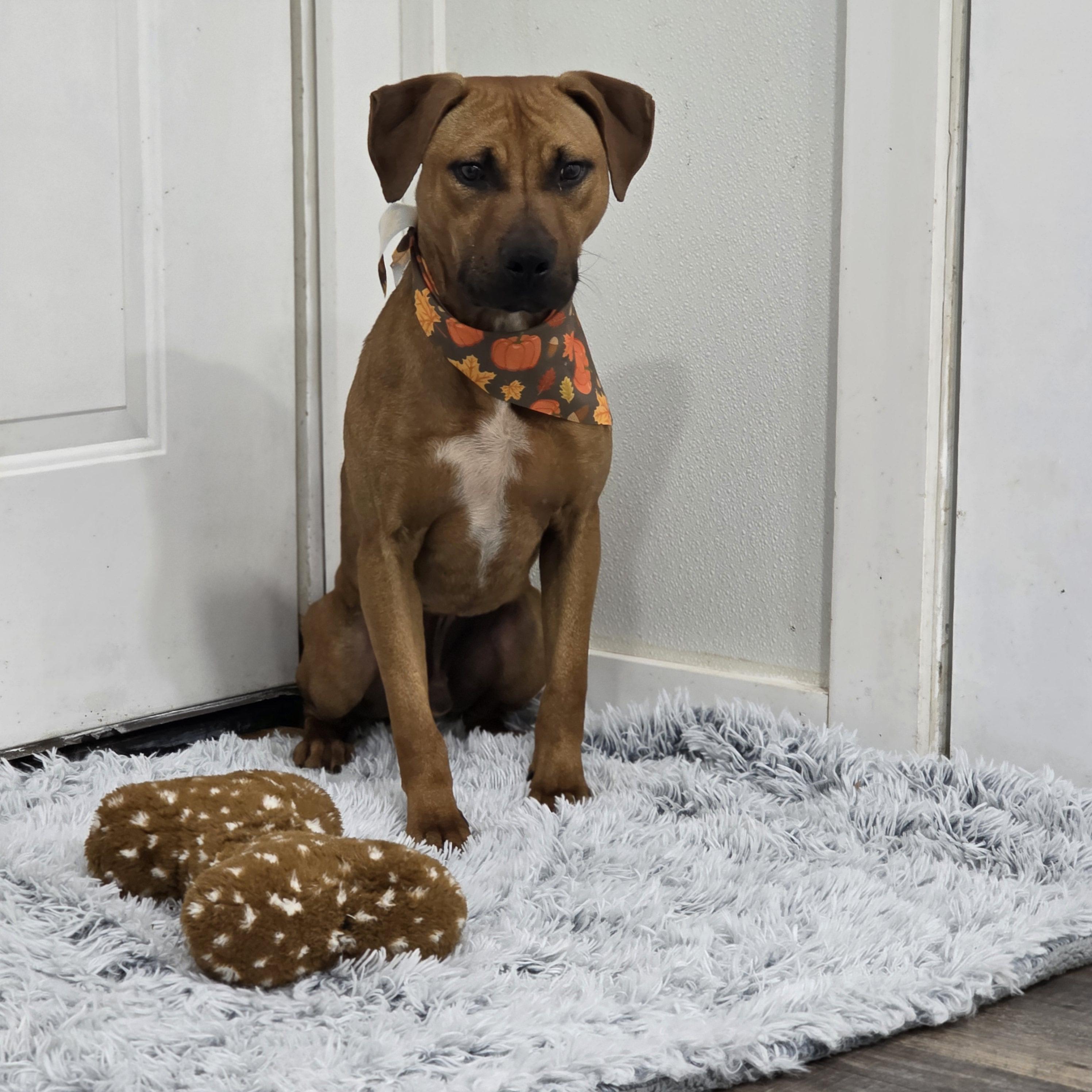 Enlarge Deacon, a Adopted mixed breed in PHILADELPHIA, TN image 1/2