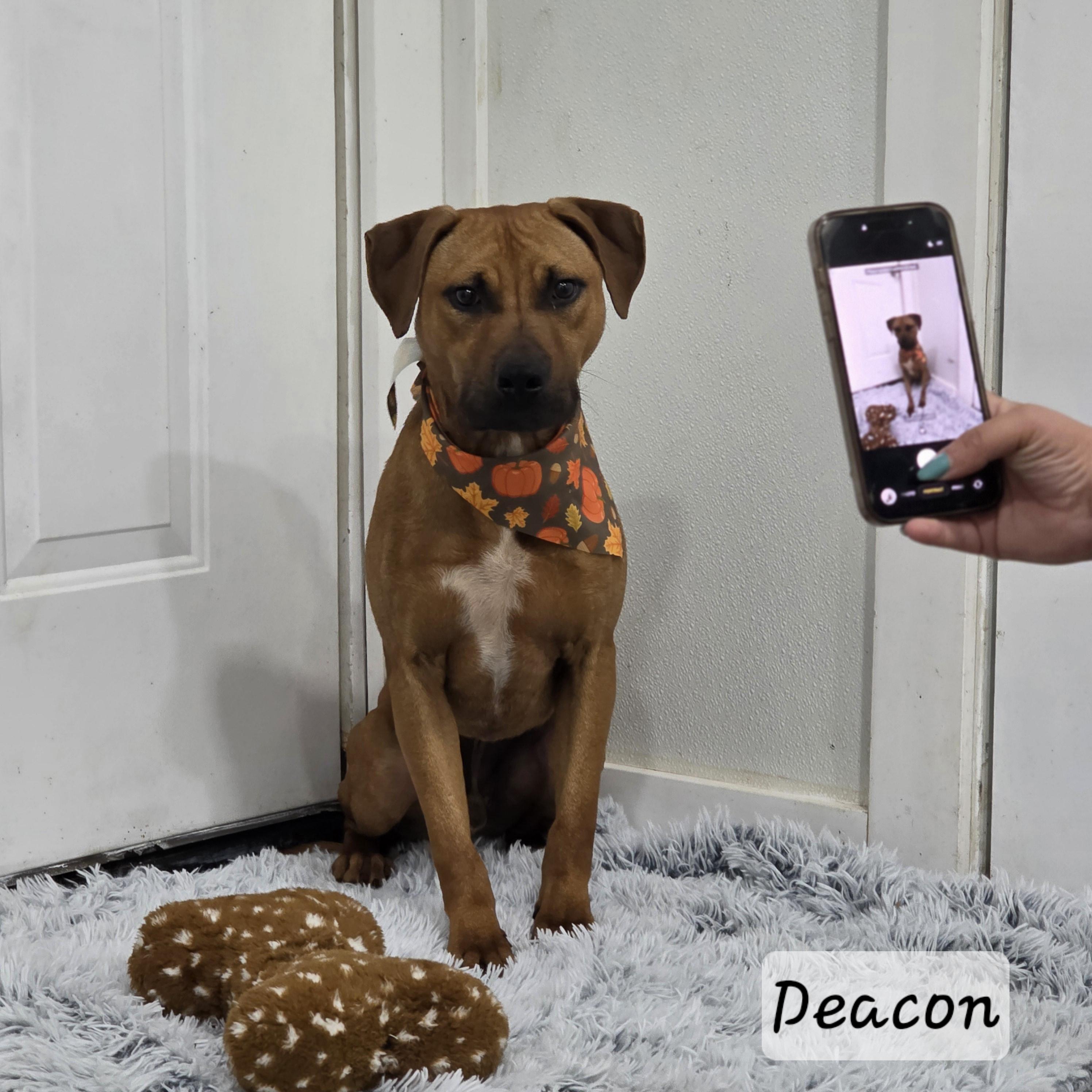 Enlarge Deacon, a Adopted mixed breed in PHILADELPHIA, TN image 2/2