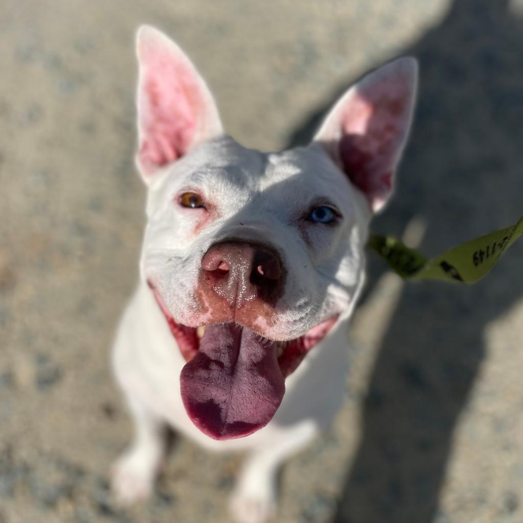 Enlarge Bartok, a Adoptable Mixed Breed in Charlottesville, VA image 1/6