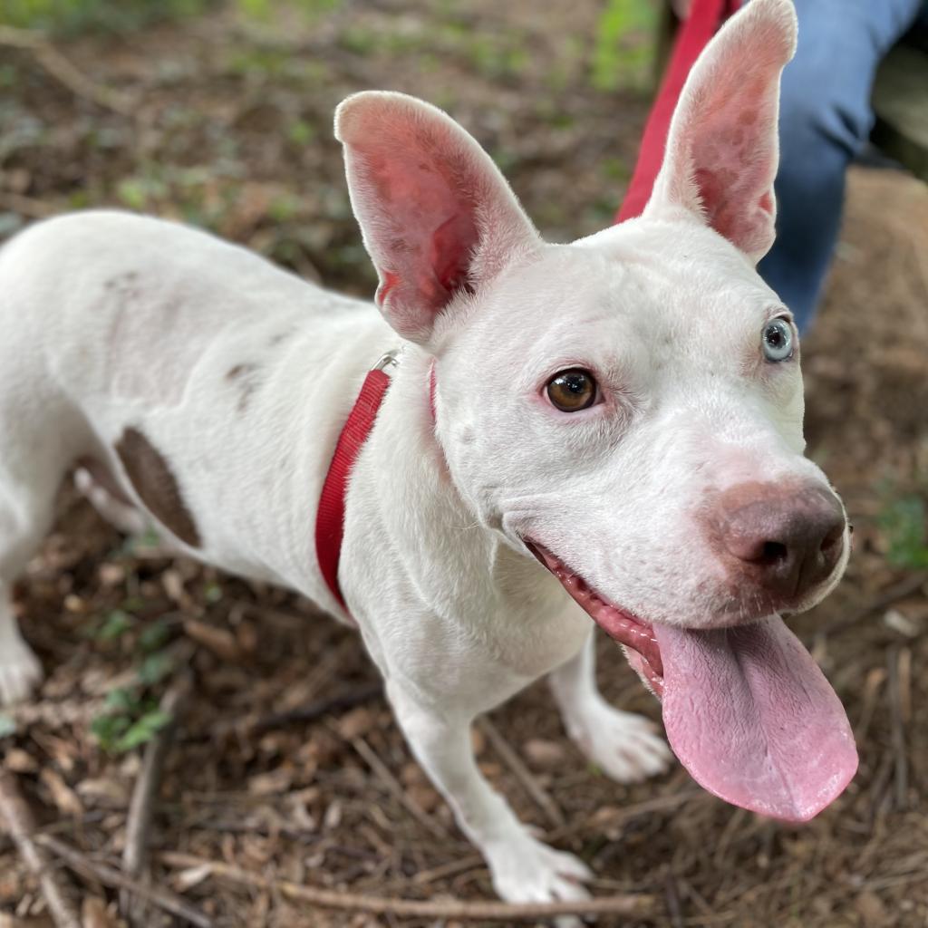 Enlarge Bartok, a Adoptable Mixed Breed in Charlottesville, VA image 2/6