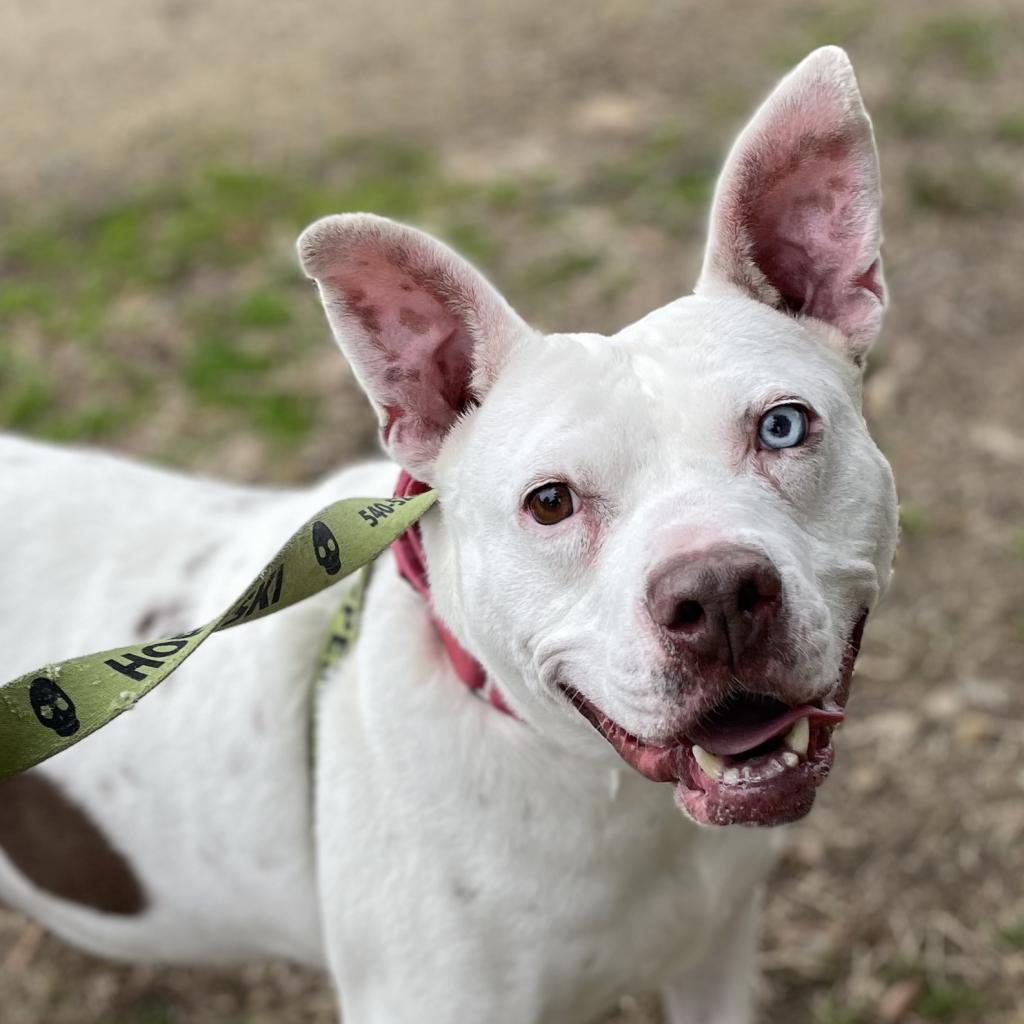 Enlarge Bartok, a Adoptable Mixed Breed in Charlottesville, VA image 3/6