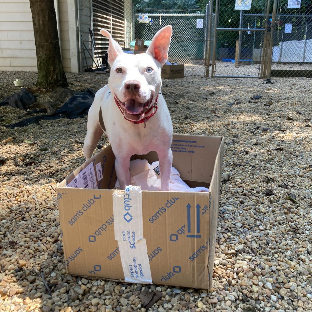 Enlarge Bartok, a Adoptable Mixed Breed in Charlottesville, VA image 4/6