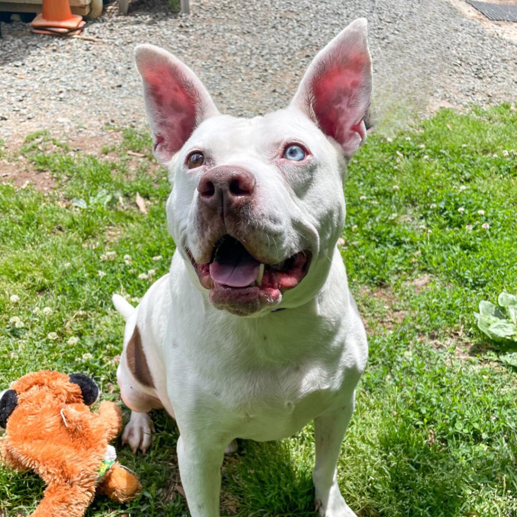 Enlarge Bartok, a Adoptable Mixed Breed in Charlottesville, VA image 4/6