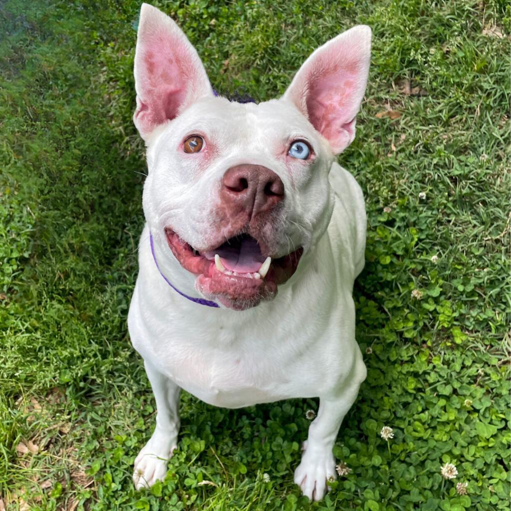 Enlarge Bartok, a Adoptable Mixed Breed in Charlottesville, VA image 5/6