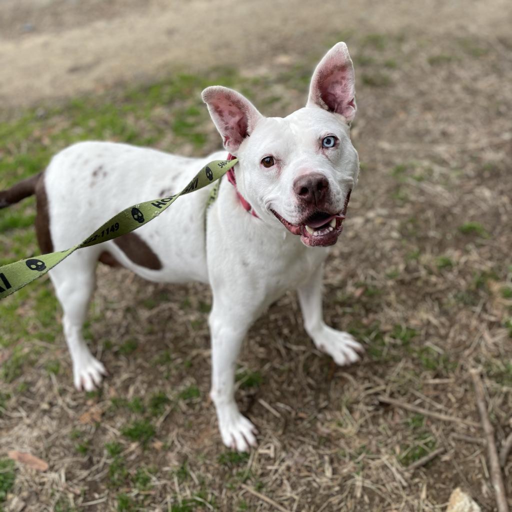 Enlarge Bartok, a Adoptable Mixed Breed in Charlottesville, VA image 6/6