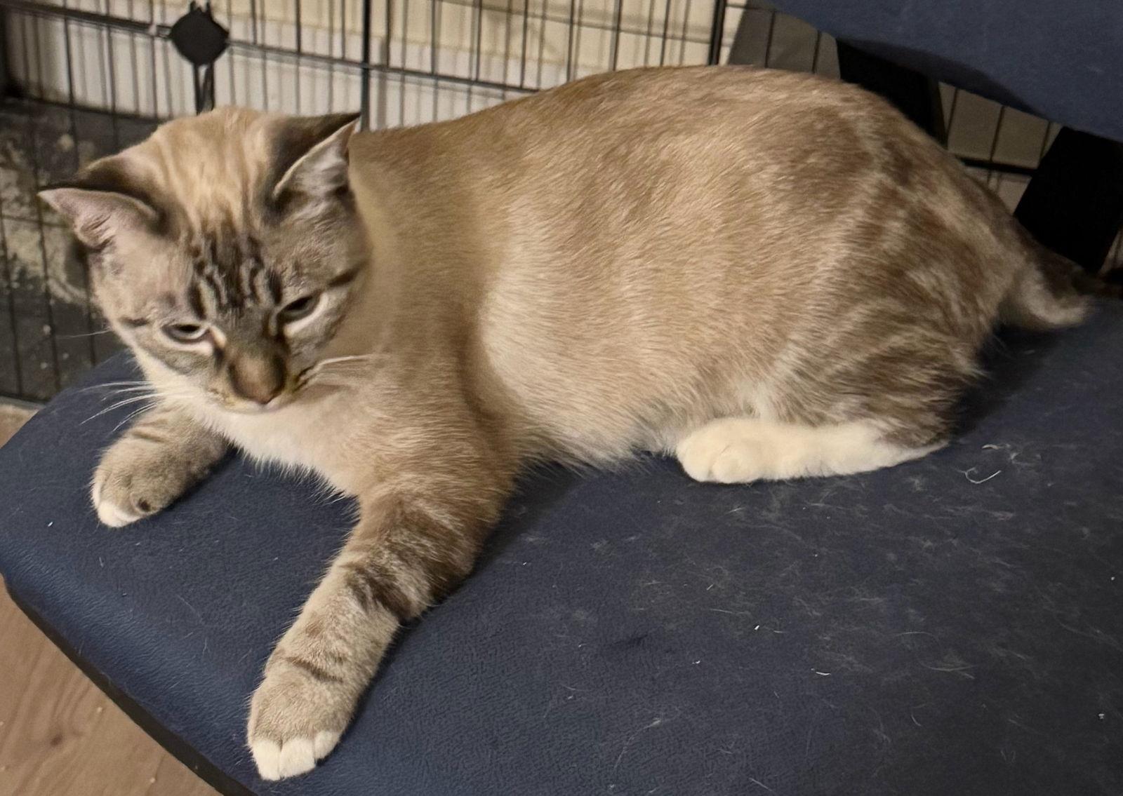 Summer, Adoptable, Adult Female Siamese.