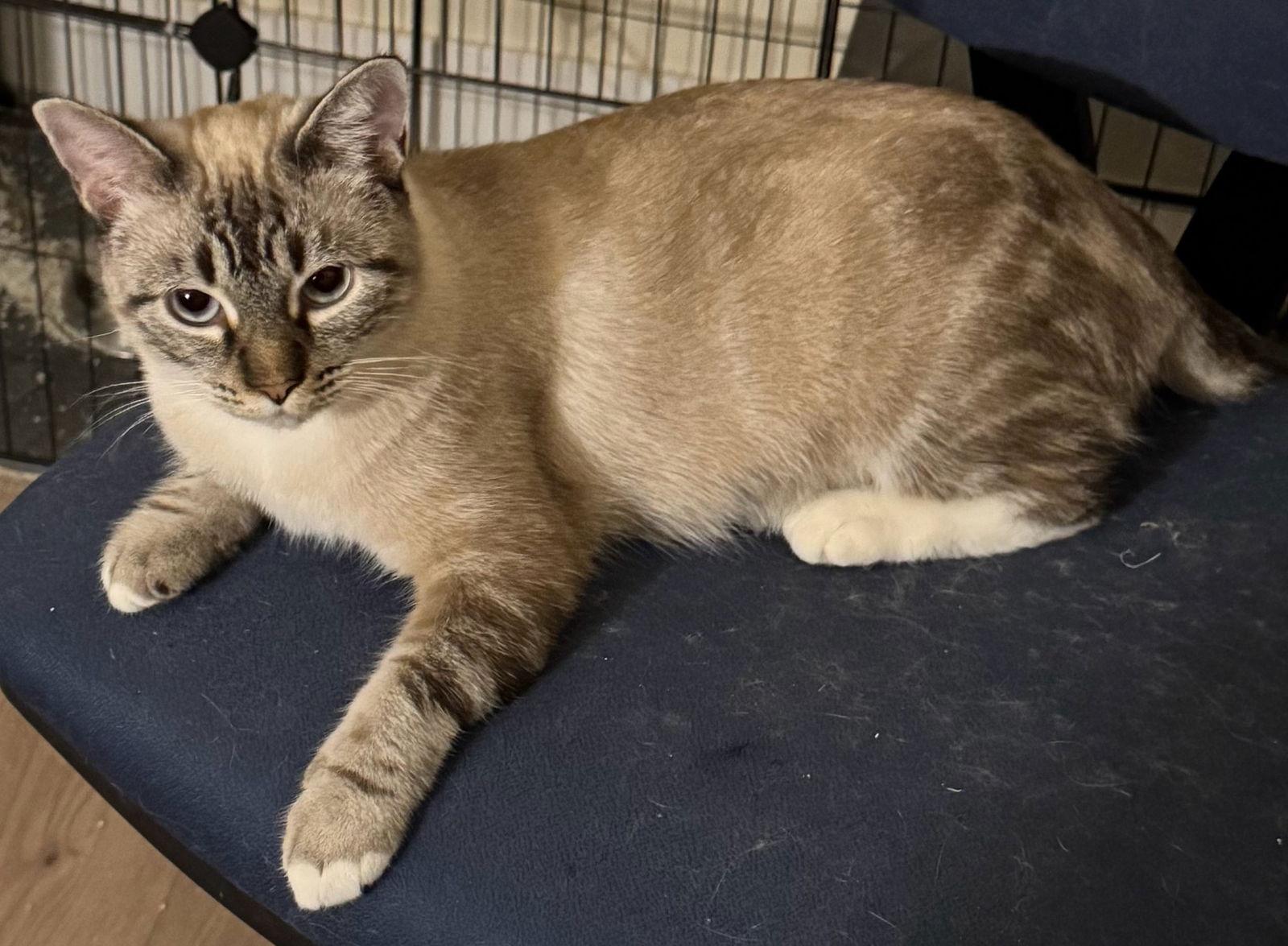 Enlarge Summer, a Adoptable Siamese in Vallejo, CA image 2/3