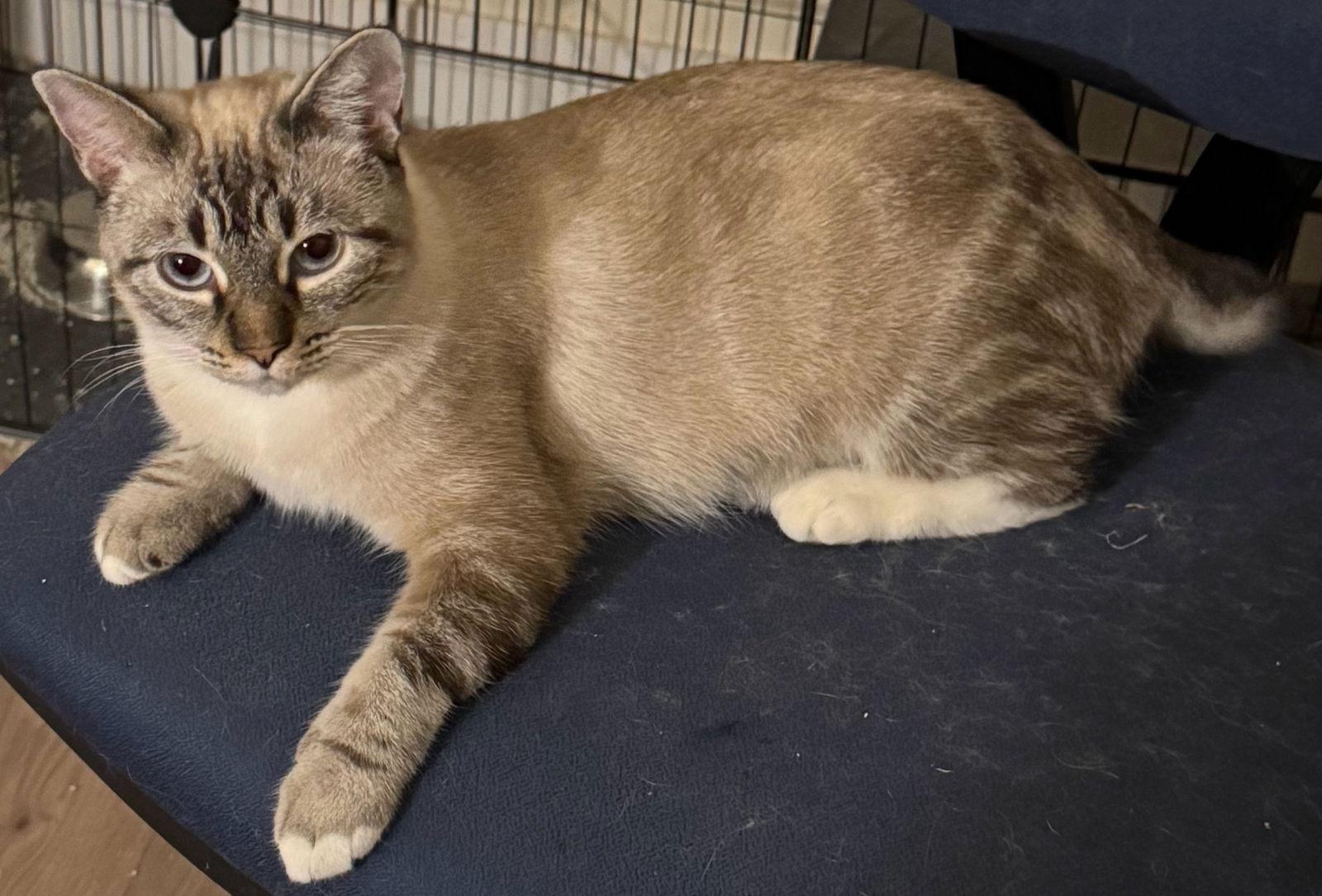 Enlarge Summer, a Adoptable Siamese in Vallejo, CA image 3/3