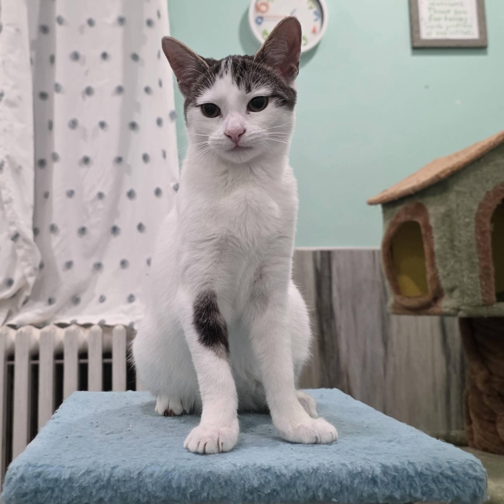 Kirby, Adoptable, Young Female Domestic Short Hair.