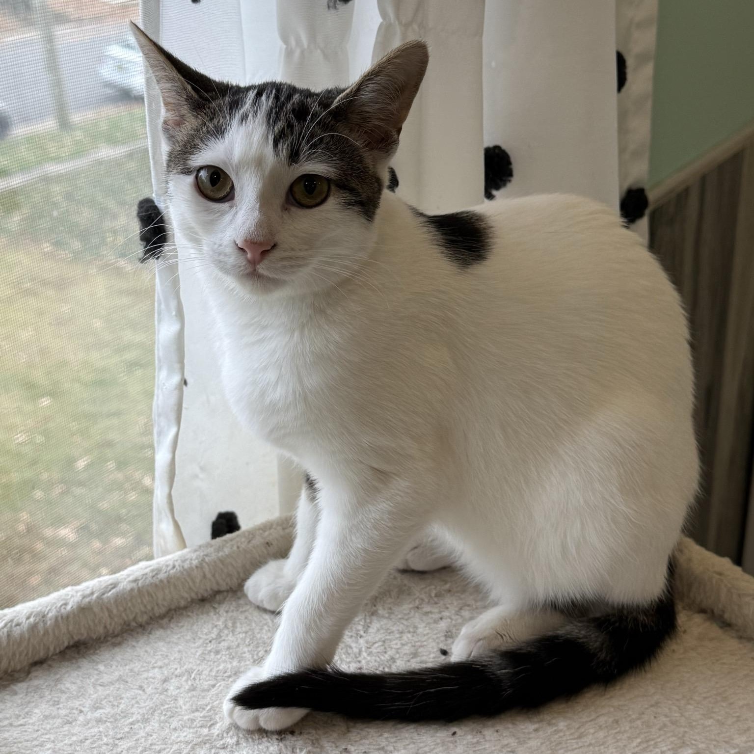 Enlarge Kirby, a Adoptable mixed breed in Woodbury, NJ image 5/6