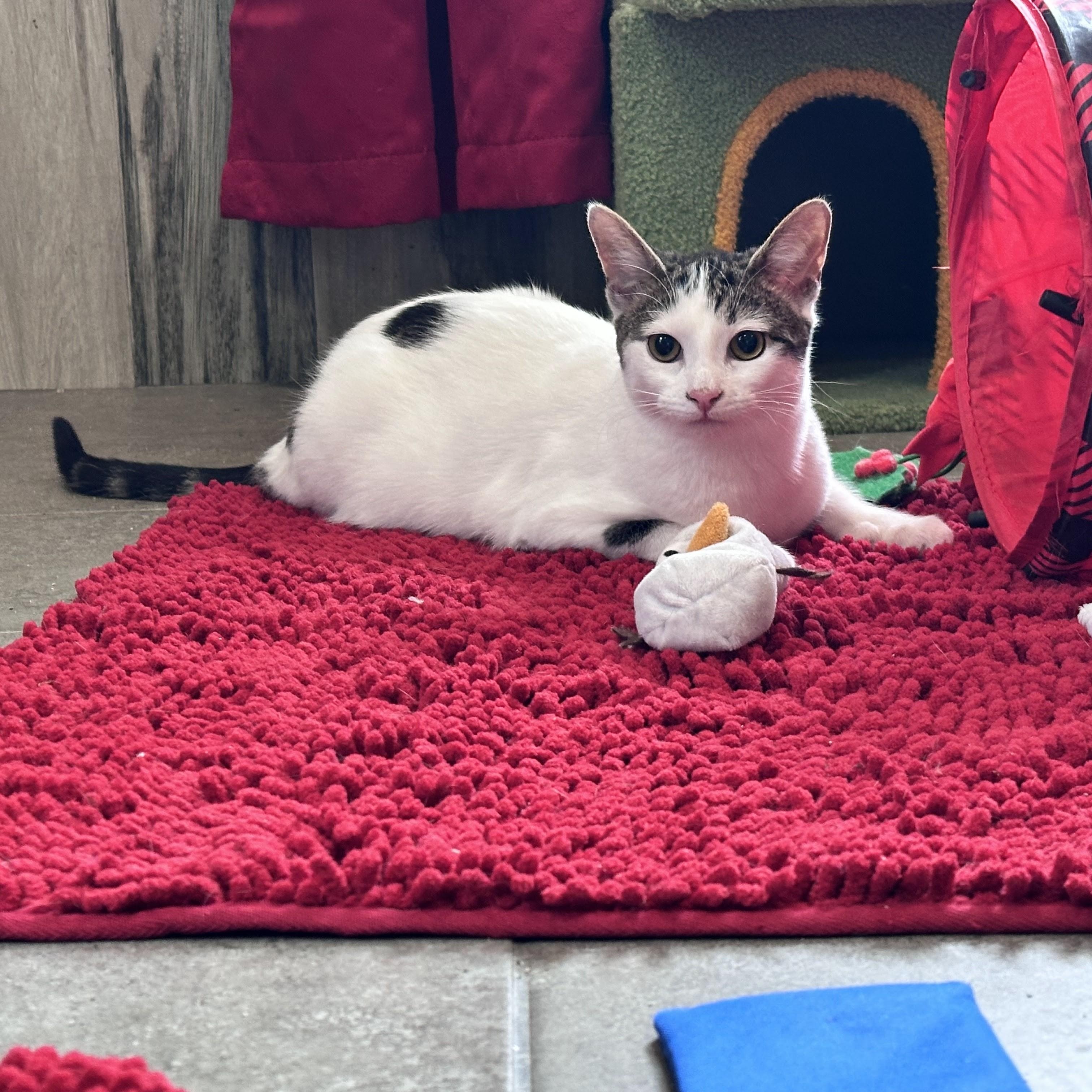 Enlarge Kirby, a Adoptable mixed breed in Woodbury, NJ image 4/6