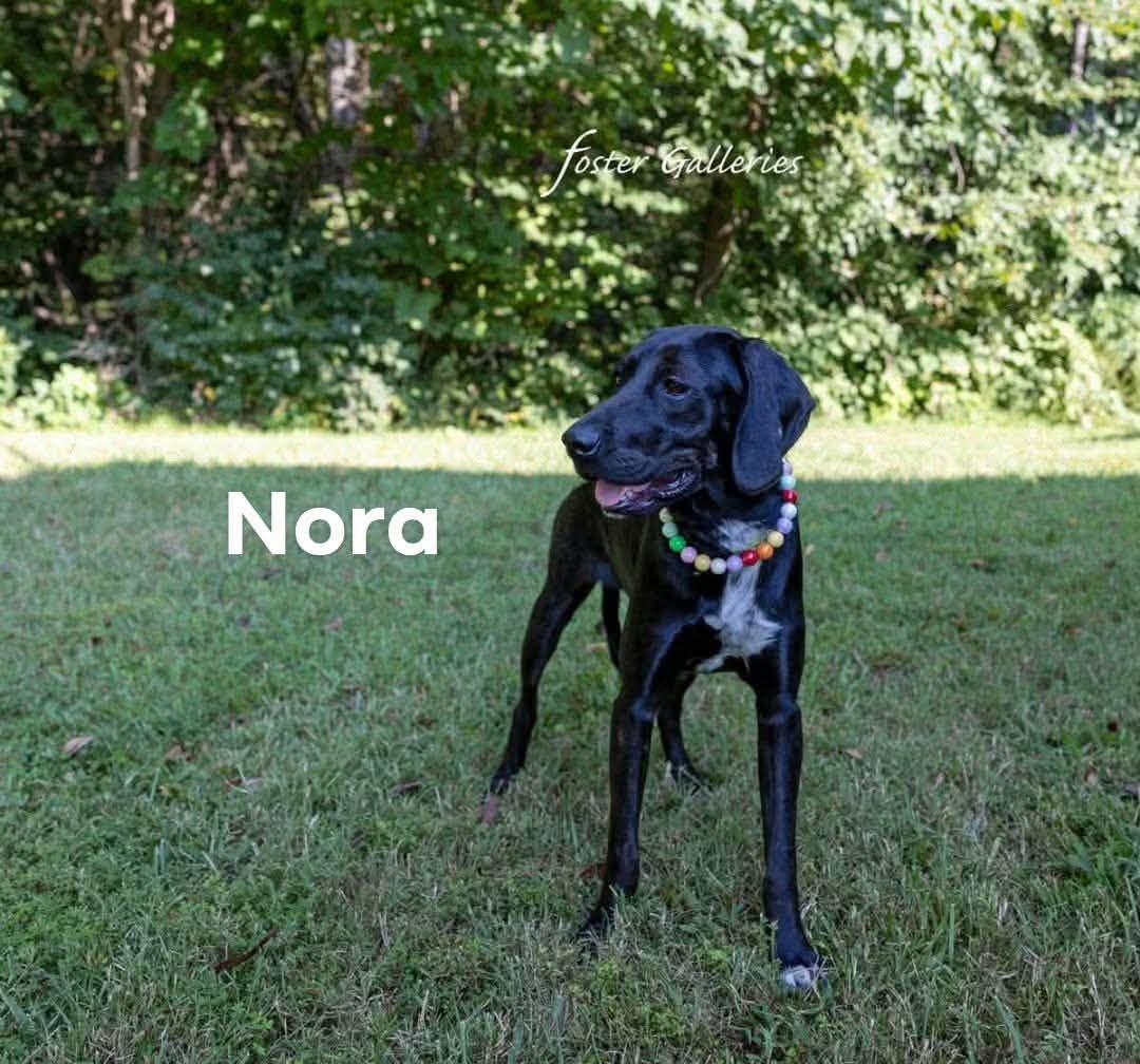 Nora, Adoptable, Young Female Plott Hound.