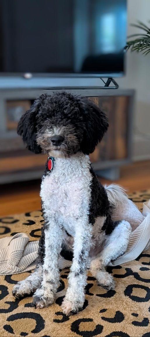 Frankie, an adoptable Aussiedoodle in Lockport, NY, 14094 | Photo Image 1
