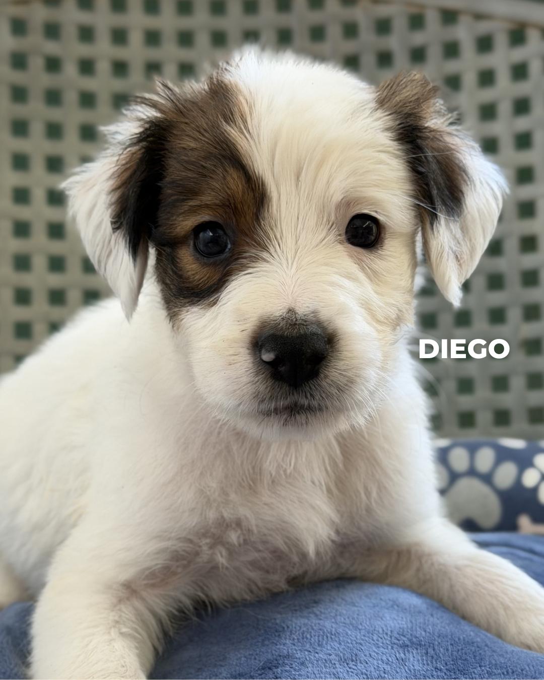 Diego, adopted, Puppy Male Australian Shepherd & Terrier.