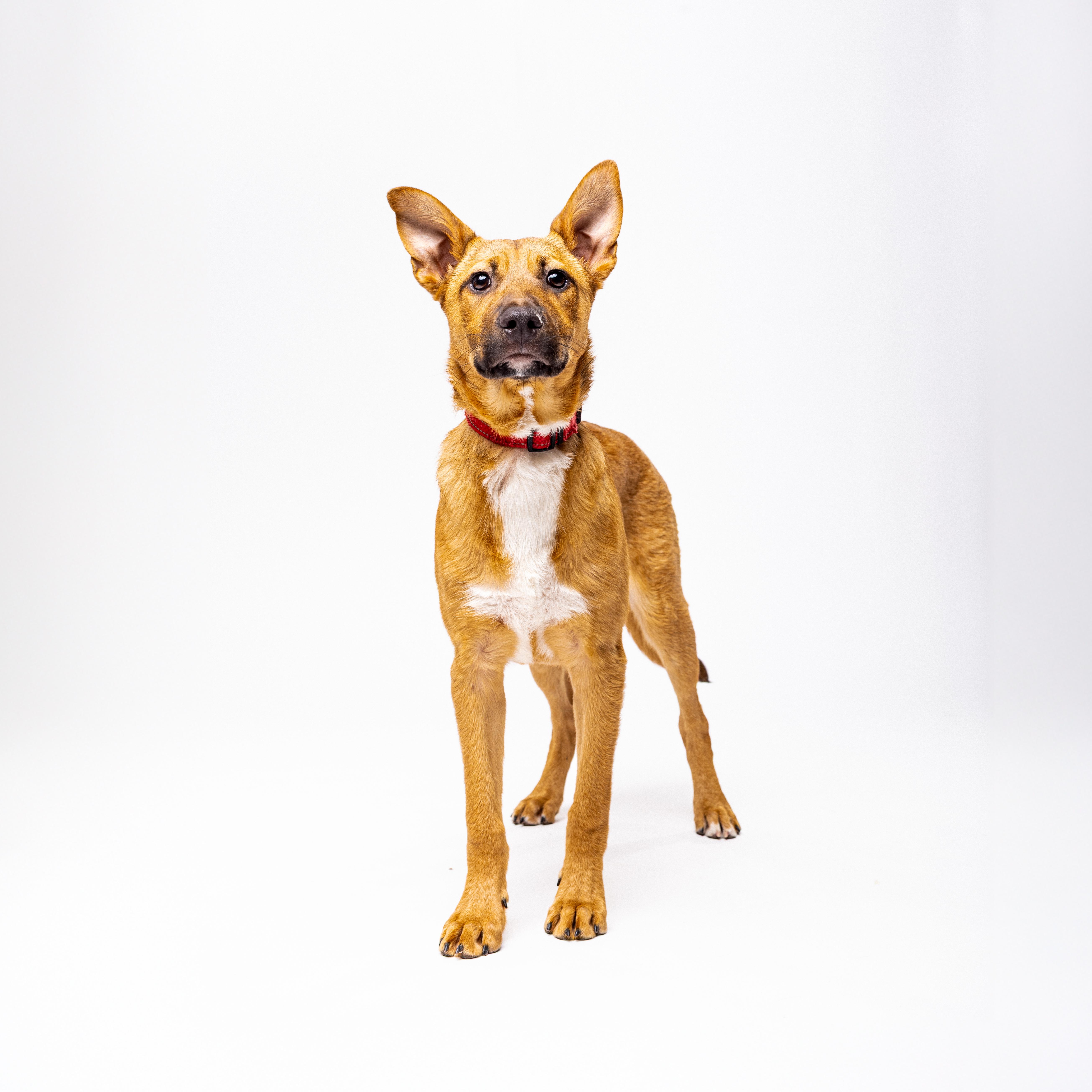 Beanie, an adoptable German Shepherd Dog in El Paso, TX, 79912 | Photo Image 1