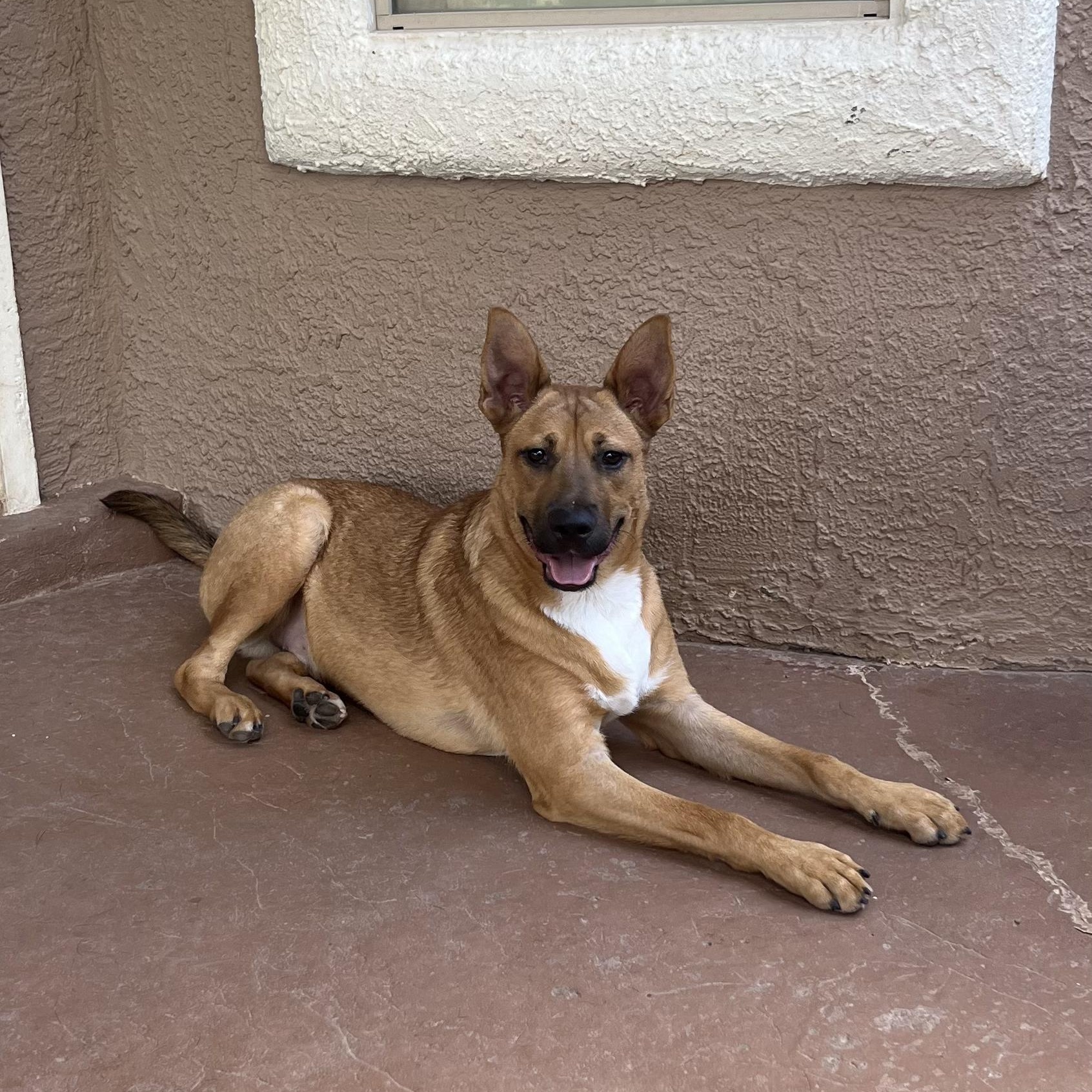 Beanie, Adoptable, Young Male German Shepherd Dog.