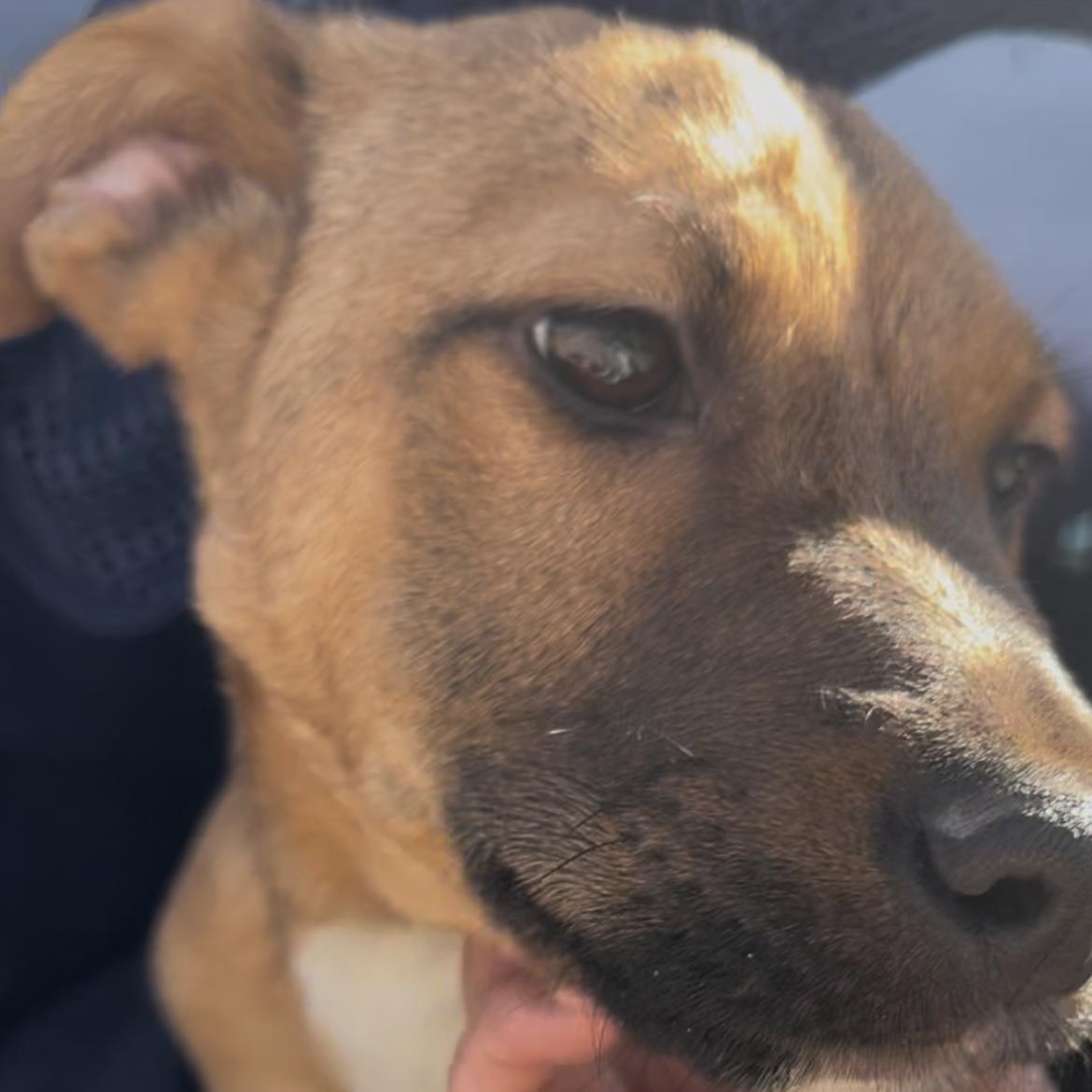 Beanie, a Adoptable mixed breed in El Paso, TX image 4/6