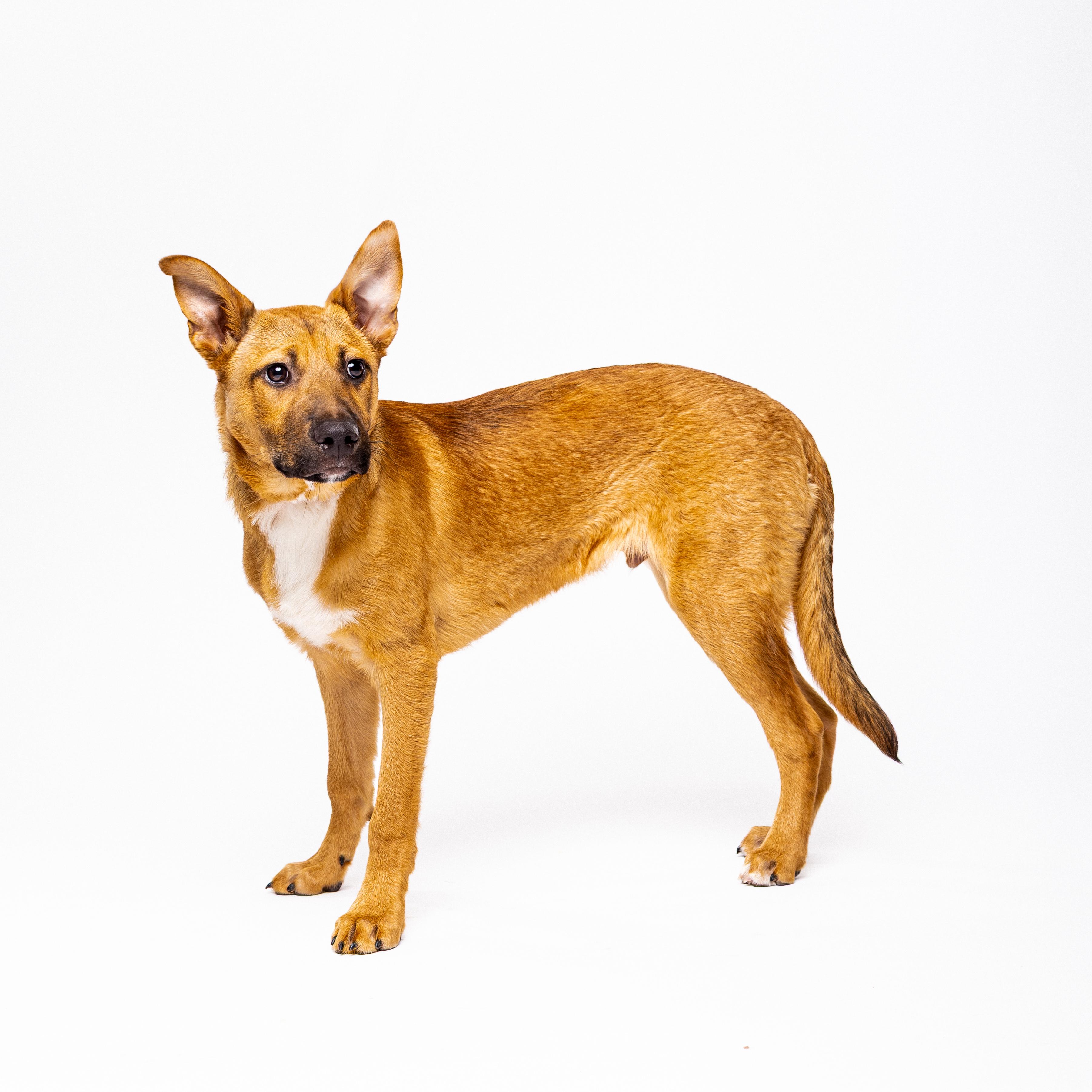 Beanie, an adoptable German Shepherd Dog in El Paso, TX, 79912 | Photo Image 3
