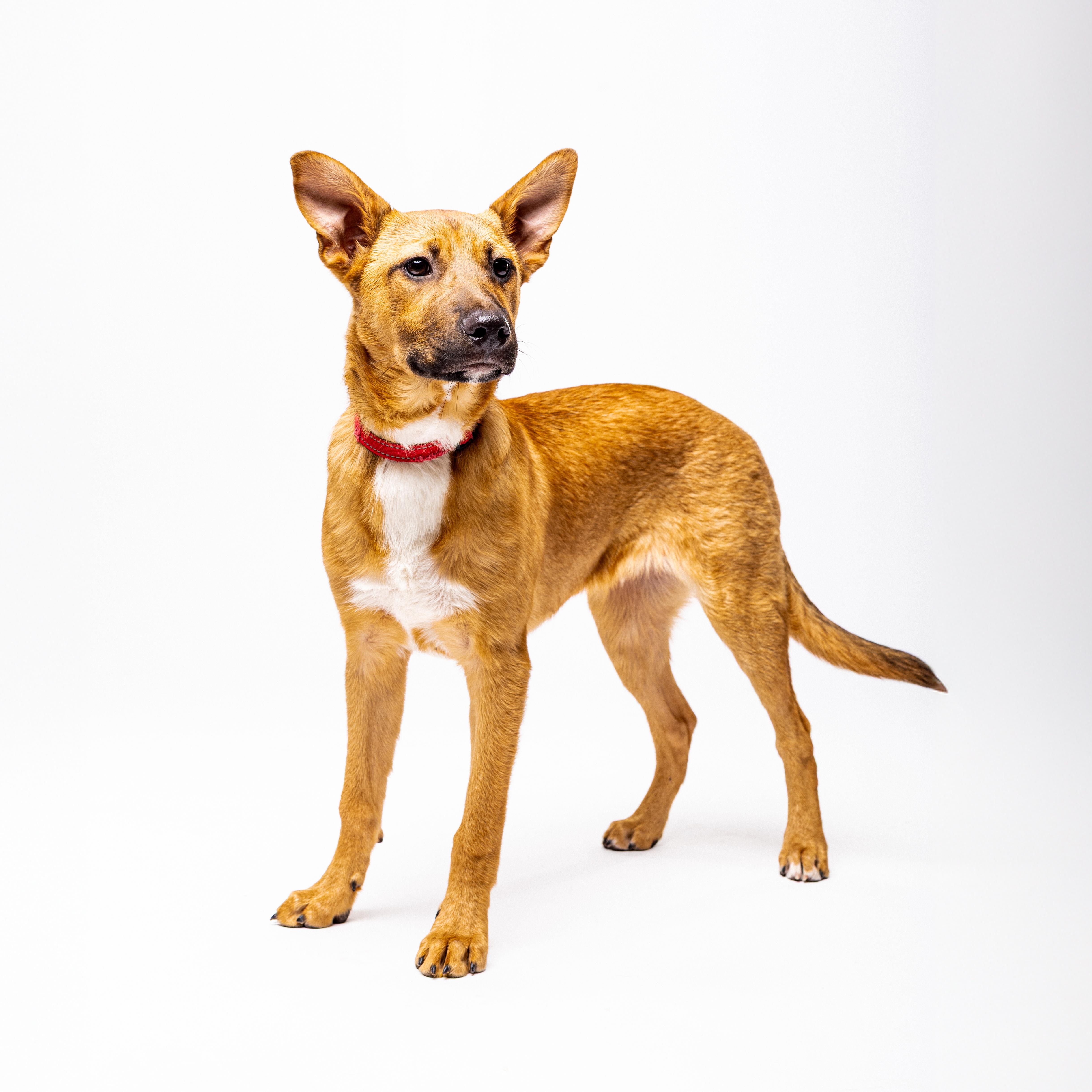 Beanie, an adoptable German Shepherd Dog in El Paso, TX, 79912 | Photo Image 2