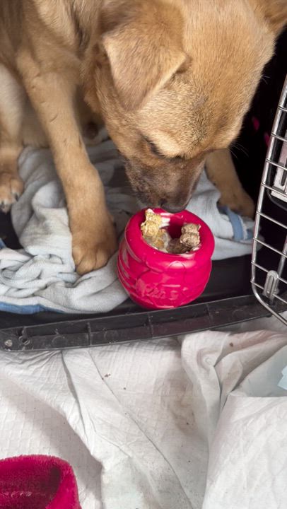 Enlarge Beanie, a Adoptable mixed breed in El Paso, TX video 5/6