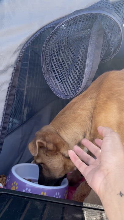 Enlarge Beanie, a Adoptable mixed breed in El Paso, TX video 6/6