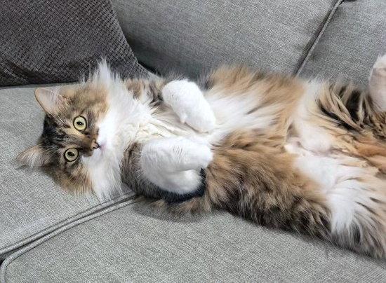 Enlarge LIONA #1884 - Offered by Owner - Soft 'n Gentle, a Adopted Domestic Long Hair in Hillsboro, OR image 1/3