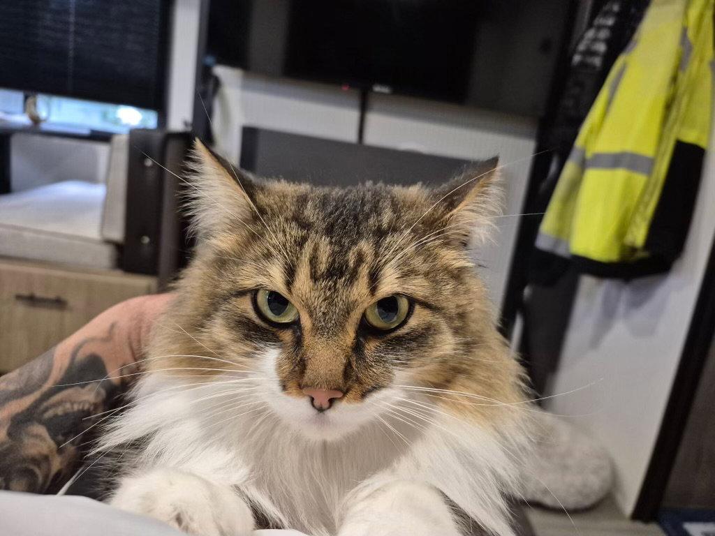 Enlarge LIONA #1884 - Offered by Owner - Soft 'n Gentle, a Adopted Domestic Long Hair in Hillsboro, OR image 2/3