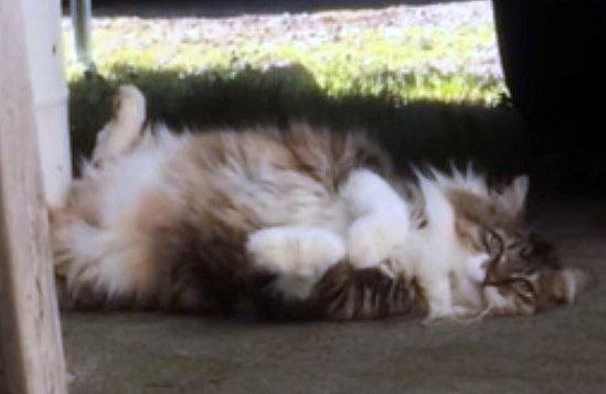 Enlarge LIONA #1884 - Offered by Owner - Soft 'n Gentle, a Adopted Domestic Long Hair in Hillsboro, OR image 3/3