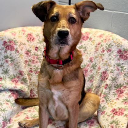 Diamond, Adoptable, Adult Female Shepherd & Hound.