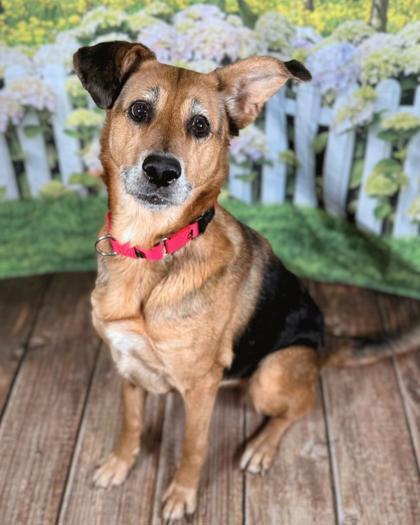 Enlarge Diamond, a Adoptable mixed breed in Gastonia, NC image 2/3