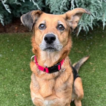 Enlarge Diamond, a Adoptable mixed breed in Gastonia, NC image 3/3