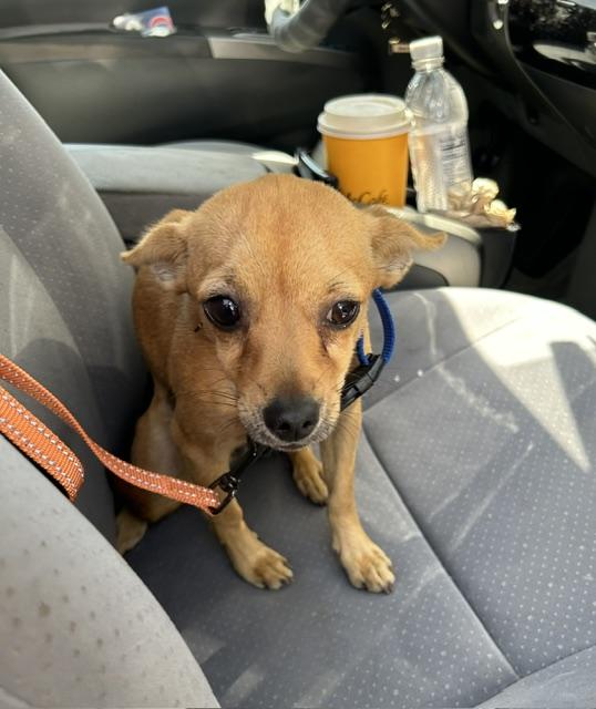 Enlarge Ruth Ann, a ADOPTABLE Chihuahua in Redondo Beach, CA image 3/4